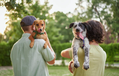 Essential Tips To Make Your Dog More Social